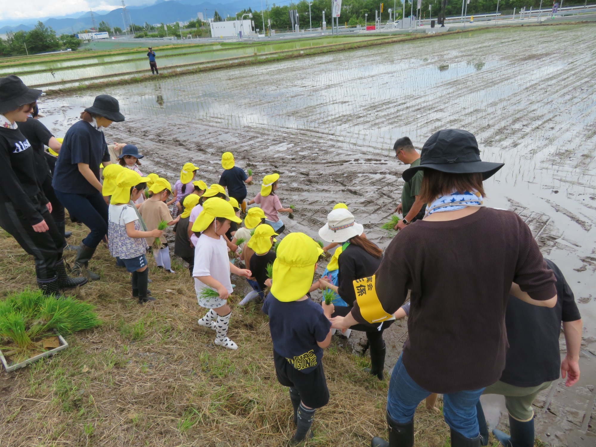 田植え(6月) 田植え(6月)